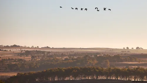 Gullls over peak district This landscape photograph captures a flock of gulls flying over the rural scenery of the Peak District in Derbyshire, United Kingdom during a misty autumn morning at sunrise. The image highlights layers of tree-lined fields and rolling hills, with sunlight gently illuminating the mist that lingers above the landscape. Curbar Edge, a well-known feature of the Peak District, is visible in the distance, contributing to the region's scenic beauty. Taken in October, the colour palette reflects the changing season, showcasing the natural environment as autumn unfolds across this iconic area.